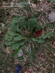 Taraxacum officinale