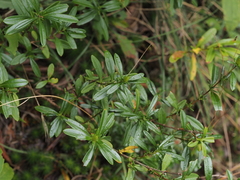 Hypericum densiflorum