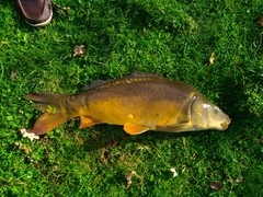 Cyprinus carpio carpio