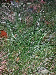 Poaceae