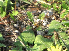 Eristalinus taeniops