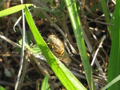 Eristalinus taeniops