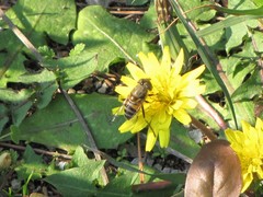 Eristalinus taeniops