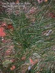 Poaceae