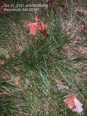 Poaceae