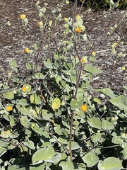 Abutilon palmeri