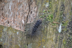 Apistosia judas