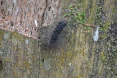 Apistosia judas