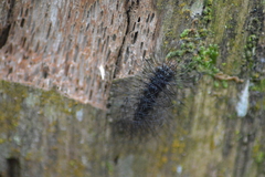 Apistosia judas