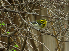 Setophaga townsendi