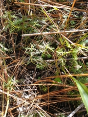 Proserpinaca pectinata