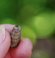 Cerithidea decollata