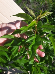 Prunus rivularis