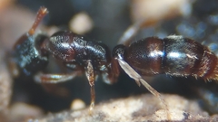 Hypoponera opacior