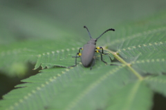 Prostenus