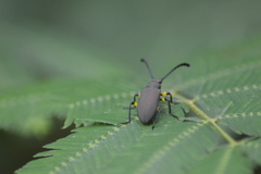Prostenus