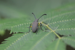 Prostenus