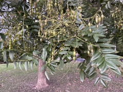 Styphnolobium japonicum