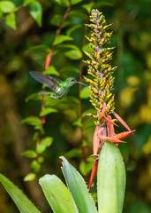 Polyerata rosenbergi