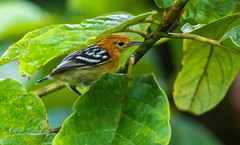 Myrmotherula pacifica