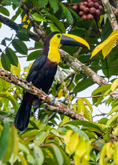 Ramphastos brevis
