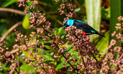 Dacnis venusta