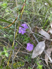 Prostanthera densa