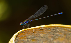 Argia