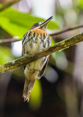 Malacoptila panamensis