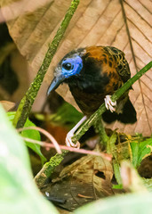 Phaenostictus mcleannani