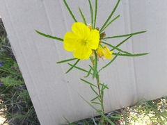 Oenothera berlandieri