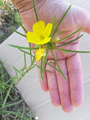 Oenothera berlandieri