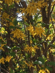 Forsythia suspensa