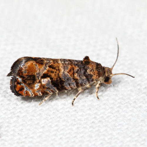 Paralobesia spiraeifoliana