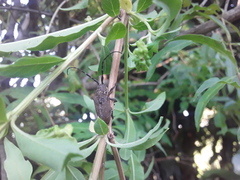 Neodillonia albisparsa