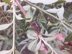 Neodillonia albisparsa