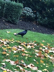 Corvus corone