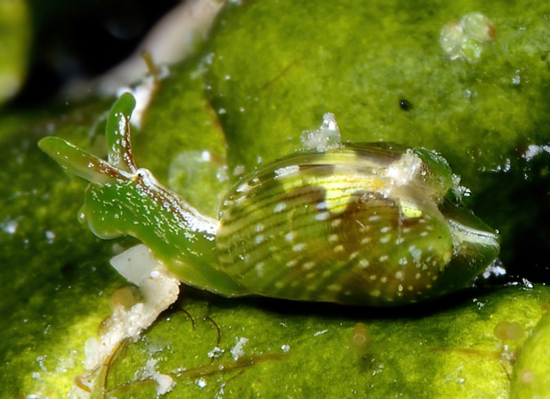 Julia zebra · iNaturalist