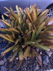 Aechmea blanchetiana