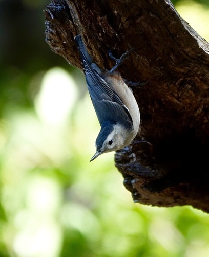 iNaturalist observation photo of White-breasted Nuthatch