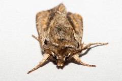 Ichneutica paracausta