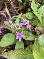 Pentas