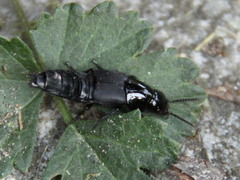 Quedius dilatatus