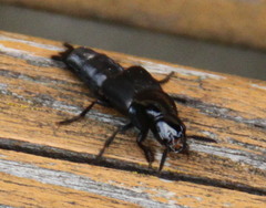Quedius dilatatus