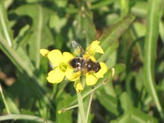 Eristalis tenax
