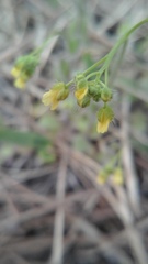 Draba nemorosa