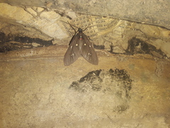 Euclera rubricincta