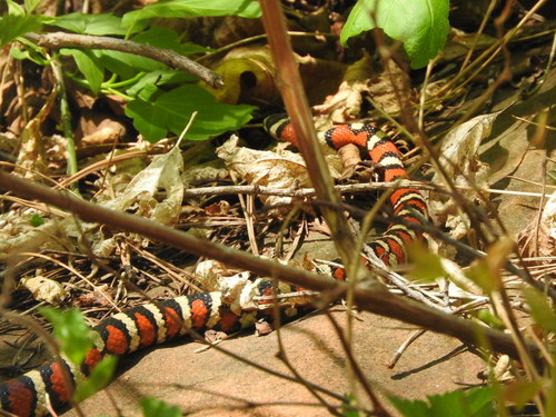 Photo of a Sonoran Mountain Kingsnake (Lampropeltis pyromelana)