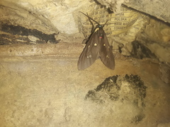 Euclera rubricincta