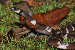 Tropidodipsas fasciata